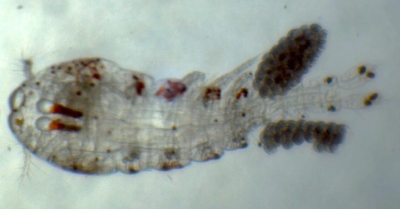 Plancton : Sapphirine iris