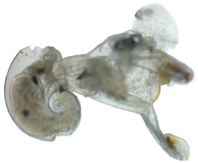 Plancton : Atlanta peroni