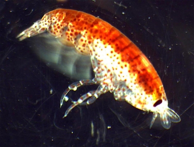 Plancton : Amphipode