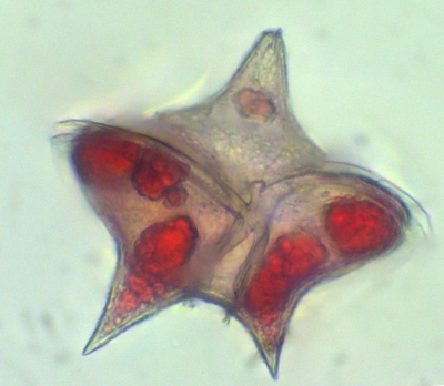 Plancton : Peridinium