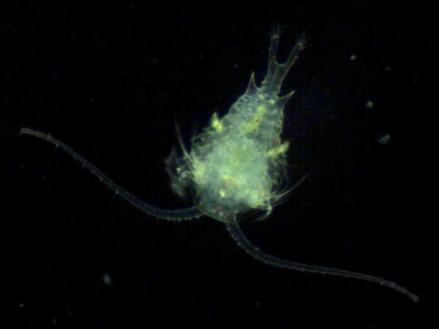 Plancton : Copépode