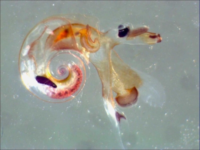 Plancton : Atlanta peroni