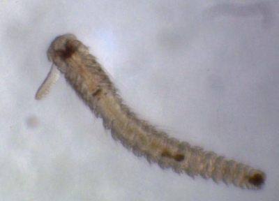 Plancton : Annélide