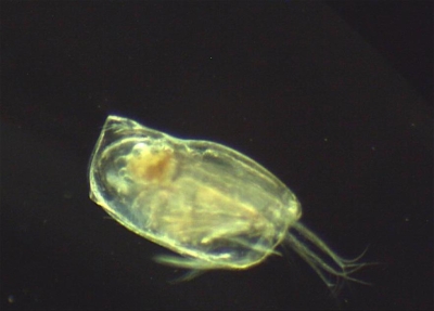 Plancton : Ostracode