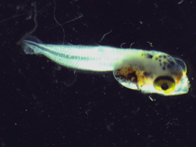 Plancton : Larve de poisson