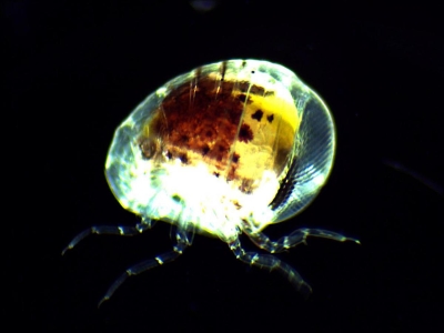 Plancton : Amphipode