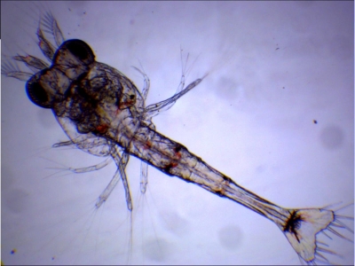 Plancton : zoé de crevette