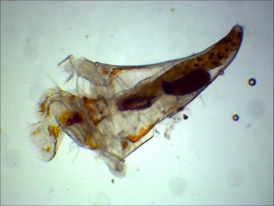 Plancton : Cavolinia inflexa