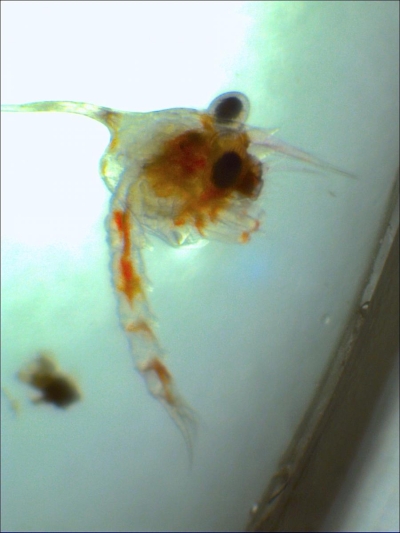 Plancton : Zoé de crabe