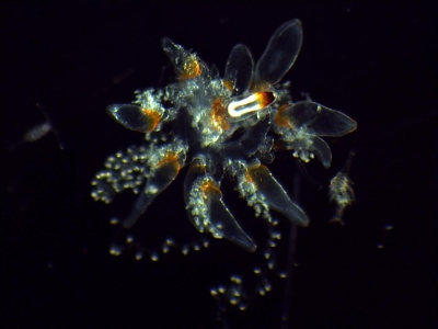 Plancton : Siphonophore