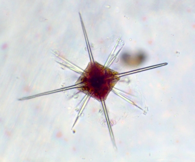 Plancton : Acanthaire