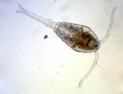 Plancton : Copépode