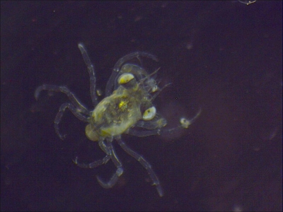 Plancton : Mégalope de Crabe