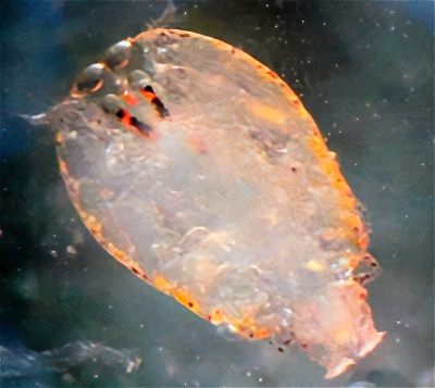 Plancton : Sapphirine