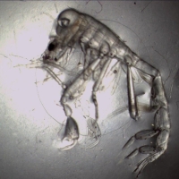 Phronime sédentaire