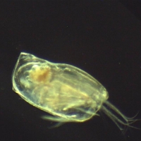Ostracode