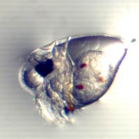 Cladocère (Evadne spinifera)