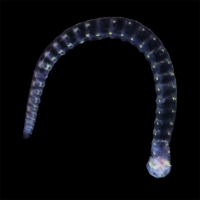 Une annélide transparente